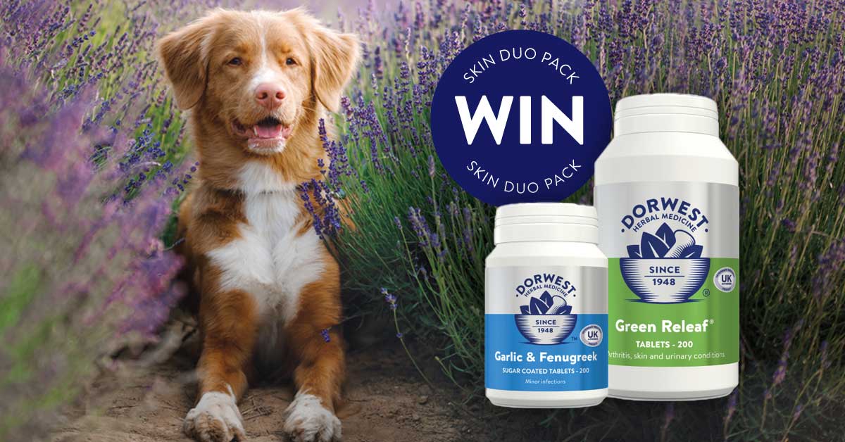 yourdog's tweet image. Head over to our Facebook page for the chance to win a medium Skin Duo pack from @Dorwest! Hurry - competition closes on Tuesday! facebook.com/yourdogmagazine