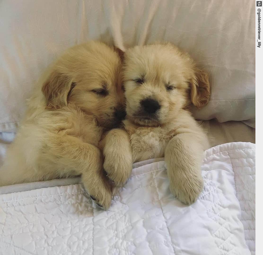 Sunday snuggles 😍 - #weeklyfluff #freitagfluff #fluffderwoche     #puppy #puppies #puppylove