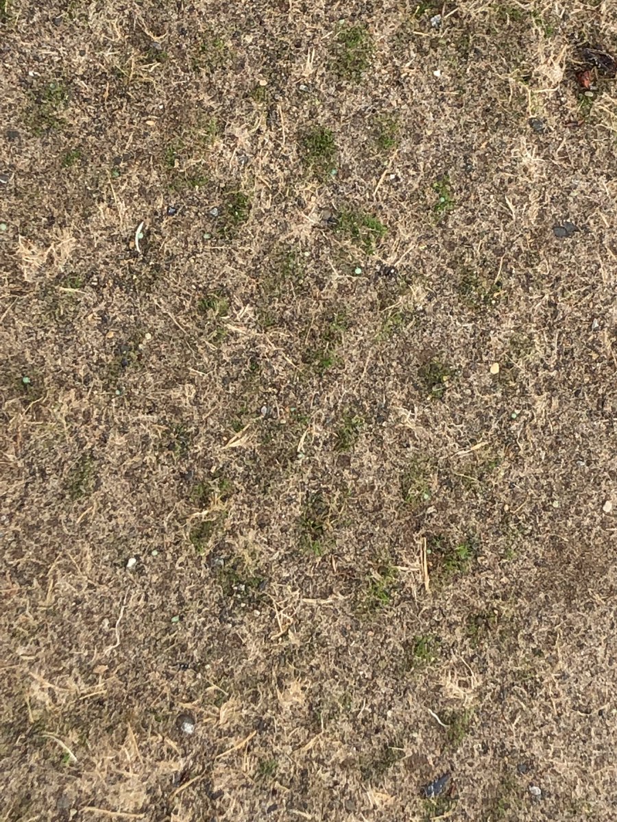 TKonsorada's tweet photo. Nice start to the weekend. Seeds starting to germinate on the new greens https://t.co/wg0VeNpzA8