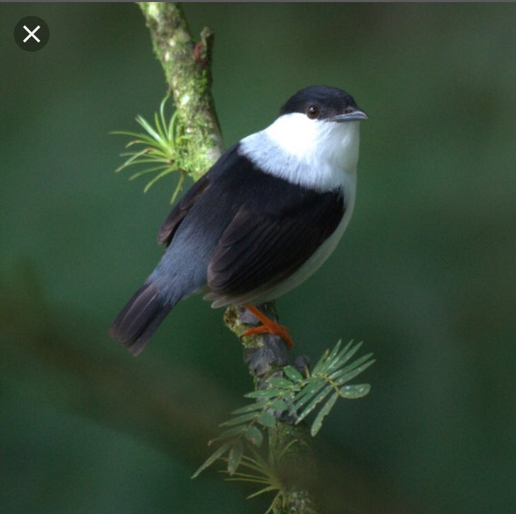 Dreamya44's tweet photo. Le #Manakin_Casse_Noisette (#ManacusManacus) est une #Espèce d'#Oiseaux de la #Famille des #Pipridae. Cette espèce vit #Amérique du #Sud. https://t.co/rJRdgefJ4p
