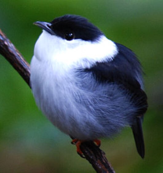Dreamya44's tweet photo. Le #Manakin_Casse_Noisette (#ManacusManacus) est une #Espèce d'#Oiseaux de la #Famille des #Pipridae. Cette espèce vit #Amérique du #Sud. https://t.co/rJRdgefJ4p