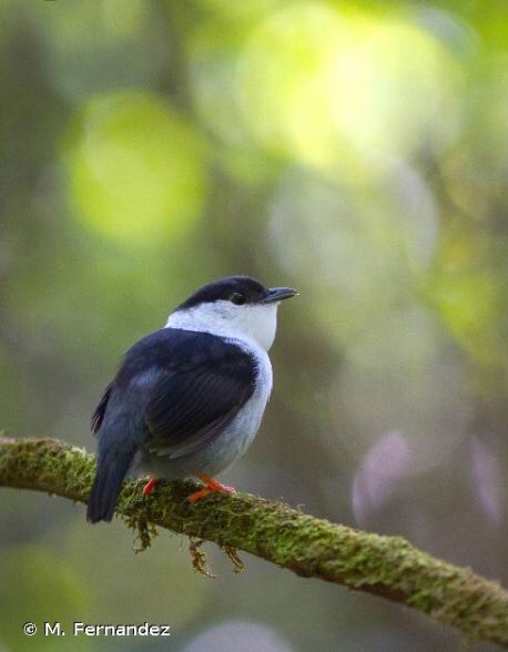 Dreamya44's tweet photo. Le #Manakin_Casse_Noisette (#ManacusManacus) est une #Espèce d'#Oiseaux de la #Famille des #Pipridae. Cette espèce vit #Amérique du #Sud. https://t.co/rJRdgefJ4p