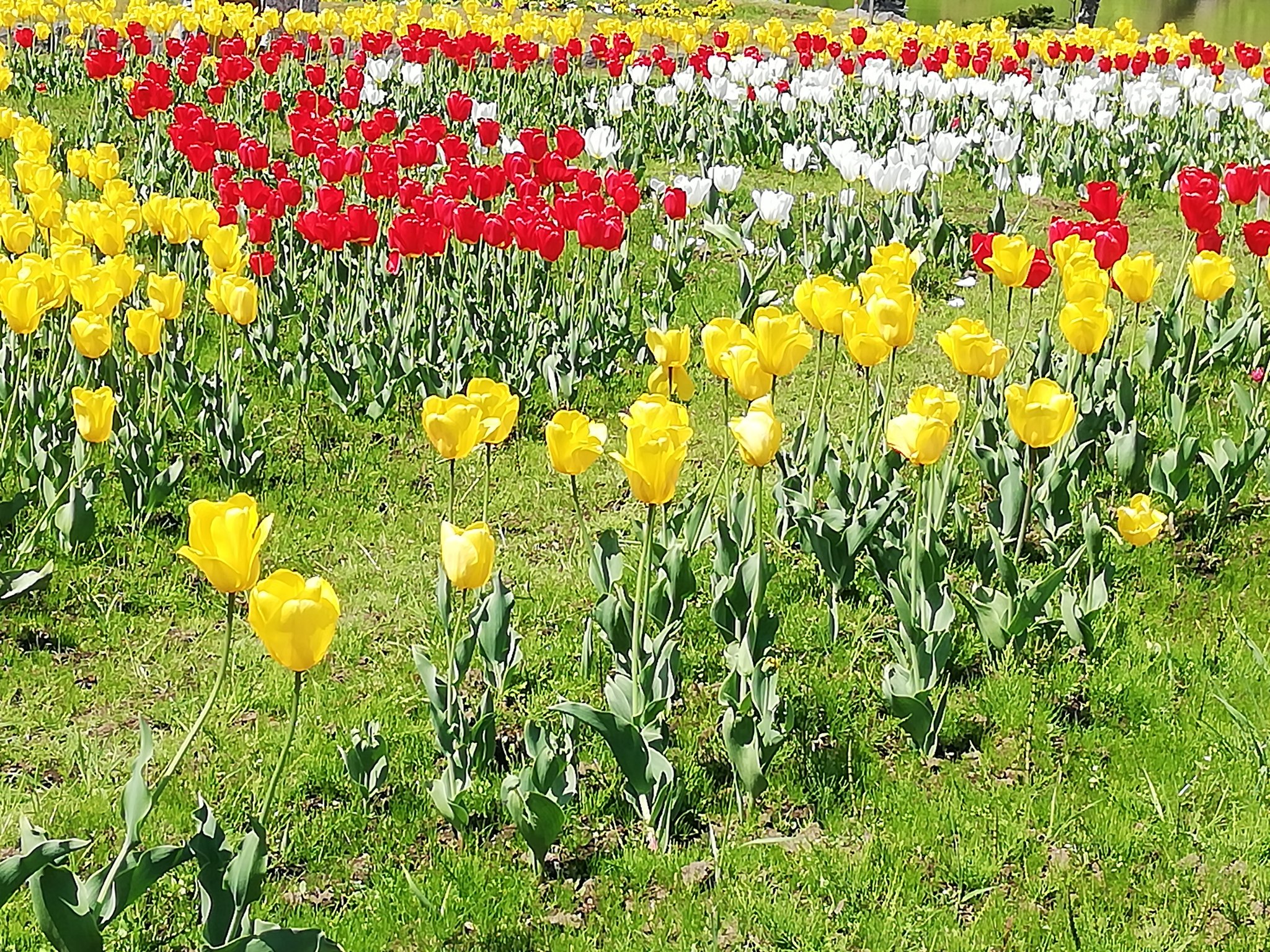 ｆｍくしろ広報局 Pa Twitter おはようございます 神戸です 今日は 鶴ケ岱公園でチューリップ Amp 花フェア 北海道キッチンカーフェスティバルinくしろ開催です 良いお天気です 帽子を忘れずに 釧路 チューリップフェア 北海道キッチンカーフェスティバル