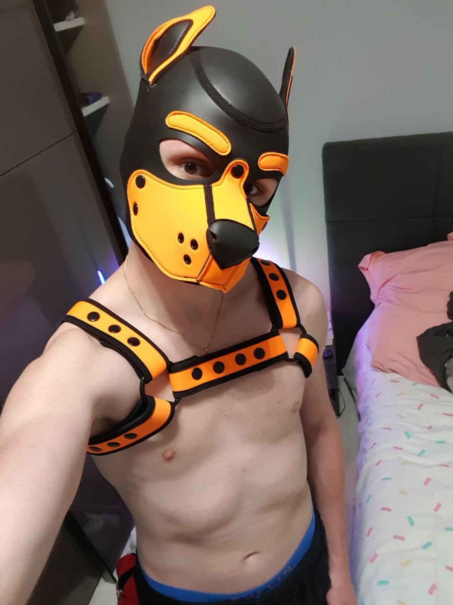 puppy gear