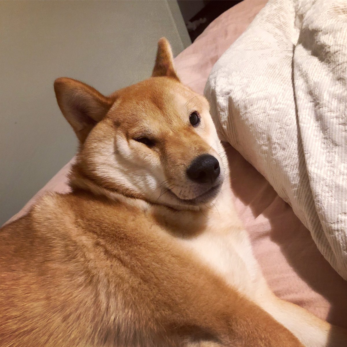 KevinTheShiba's tweet image. When u sleeping but u hear someone open up a snack