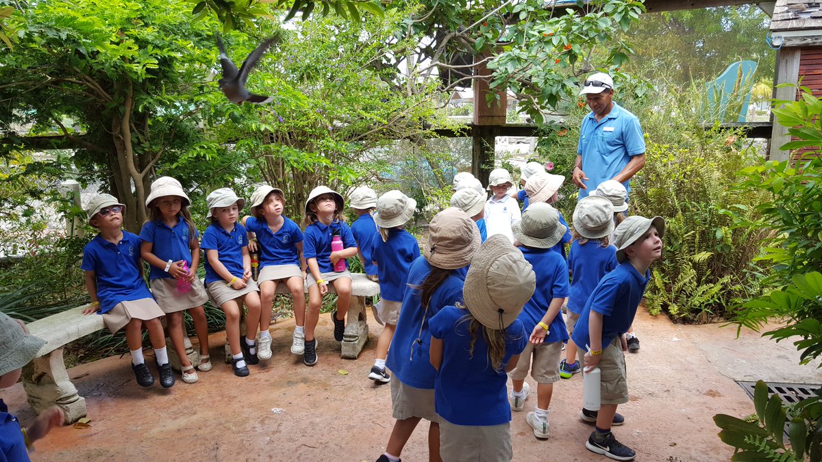 msjess345's tweet photo. Field trip to the @CaymanTurtle to learn about the lifecycle of a turtle, take a walk through the aviary, and and up close look at the nurse sharks.  #CISinspires https://t.co/hMv5KbGCbl