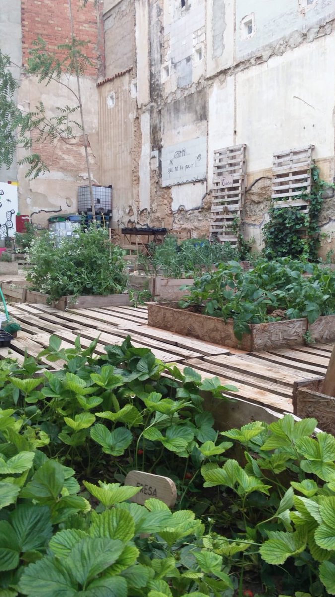 Familia! Acabamos de poner el riego por goteo en el huerto urbano “Germina que no es poco”. Esperamos valoración de las autoridades @greenfluencers . Quedáis invitados a la siguiente fiesta de la cosecha!(traigan su bolsa de tela más molona)