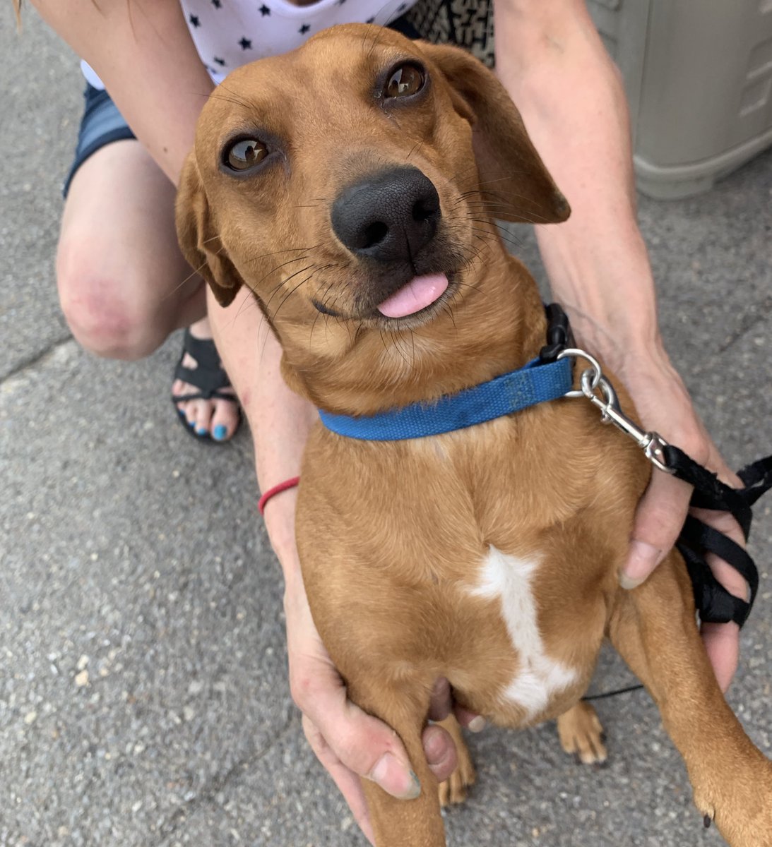 TheMSOA's tweet photo. 2018 Wiener Dog Champion JERRY has arrived and is ready to race! #wienerdog #2018champ #race #betthemeadows https://t.co/T6Z7irHSEl