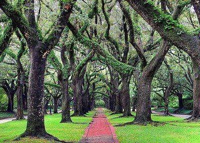 embarkservices's tweet photo. Did you know- Maintaining the tree's structure helps to mitigate the risk of broken limbs and falling branches.
#embarktreecare #treeshouston #houstontrees #houstonrealestate #houstonbusiness #houstonpropertymanager #houston #landscapinghouston #landscaping #urbanforest https://t.co/PZ3Lk9EZcJ