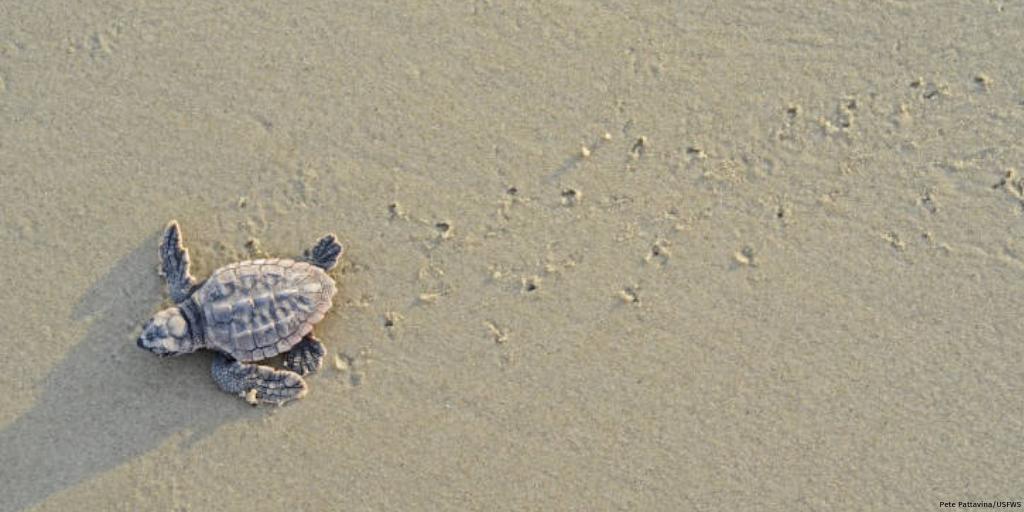 NWF's tweet image. National Wildlife Federation works to build the next generation of conservation leaders in part through our Eco-Schools programs. Learn how @EcoSchoolsUSA works to boost #climate literacy across the country: natwild.life/ClimateLiteracy