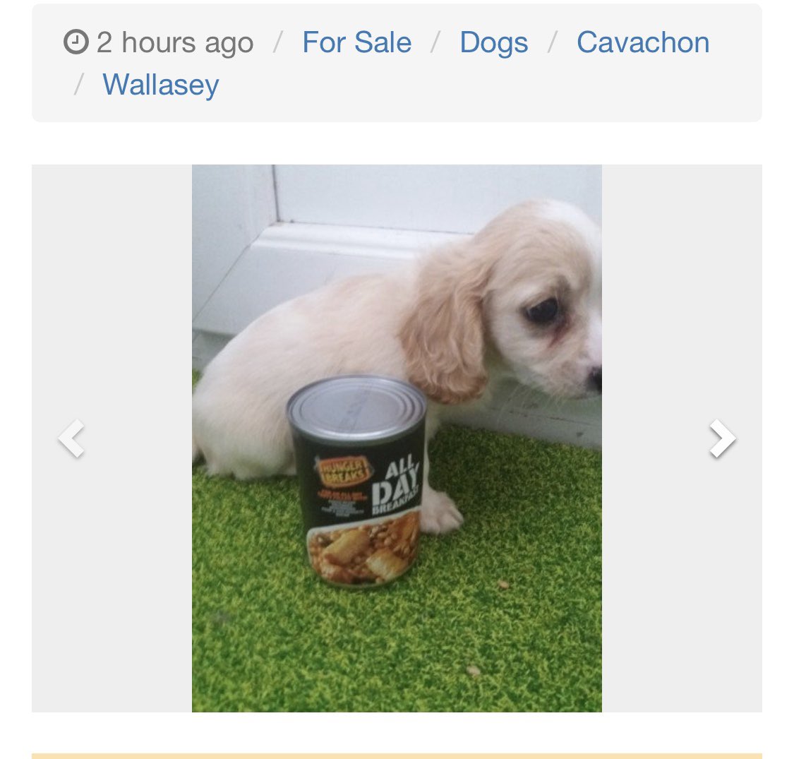 Found this cavachon puppy for sale online and can’t stop laughing at the seller using a tin of All Day Breakfast in a can for size comparison.