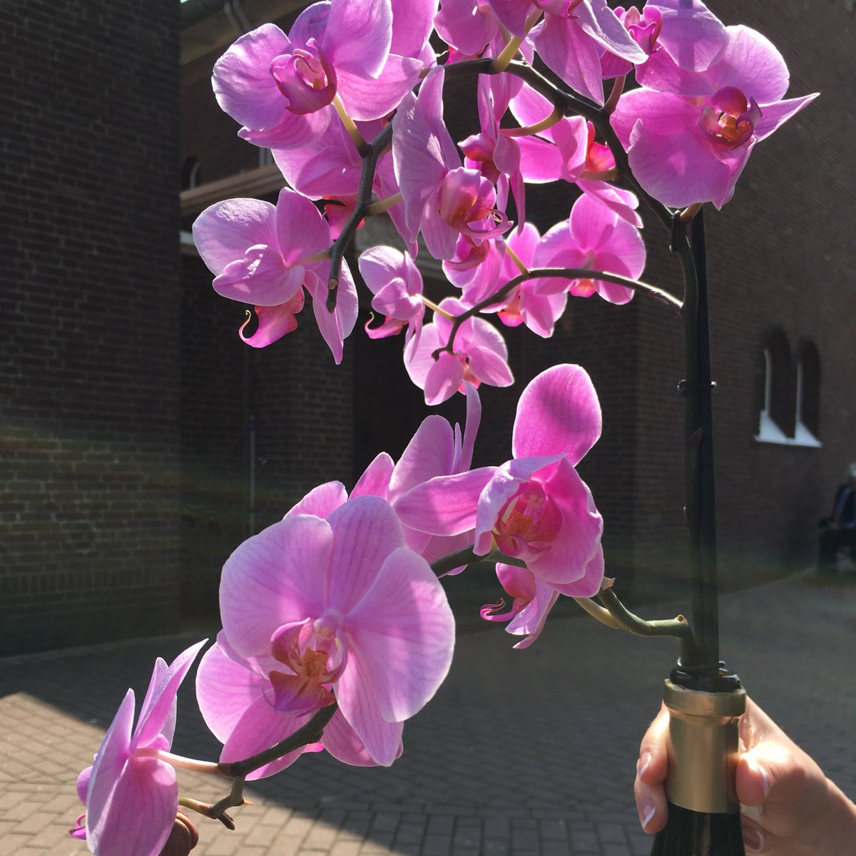 Zelden zo’n bijzondere dag gehad! Met een lach en een traan... Afscheid genomen van mijn liefste oma, voor altijd. #ikgajemissen #pakdezonenstraal