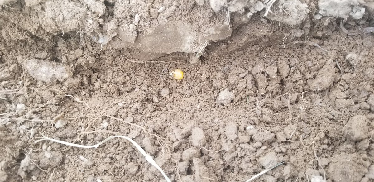 CoverCropCoach's tweet photo. #PlantingNaked Naked seed that is! #noneonics https://t.co/TqrT2IGItW