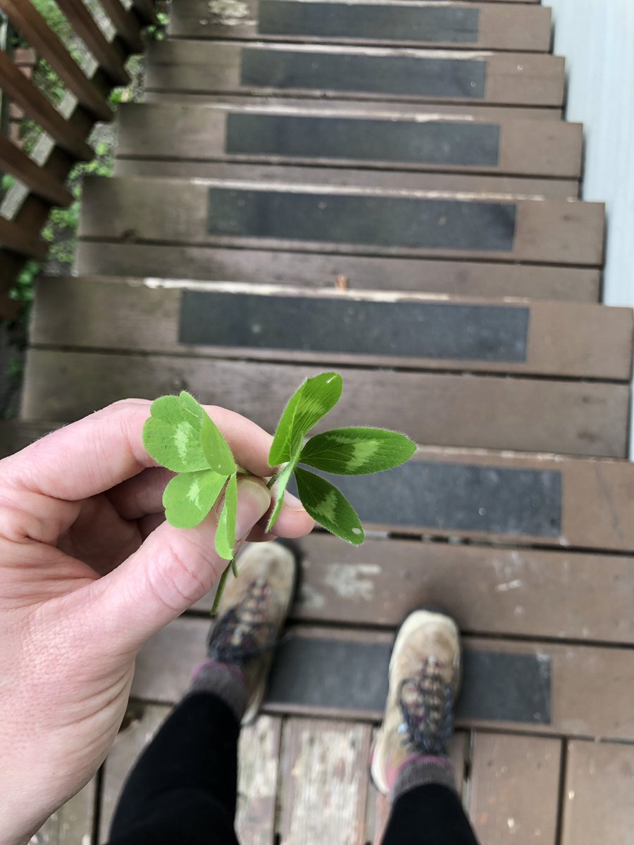 Found these four leaf clovers on my walk with the dog this morning... perhaps I should play the lottery or write some grants? 
#science #sciencefunding #stem #microbiology #phdlife #postdoclife #ohsupostdocs #nihfunding #lucky