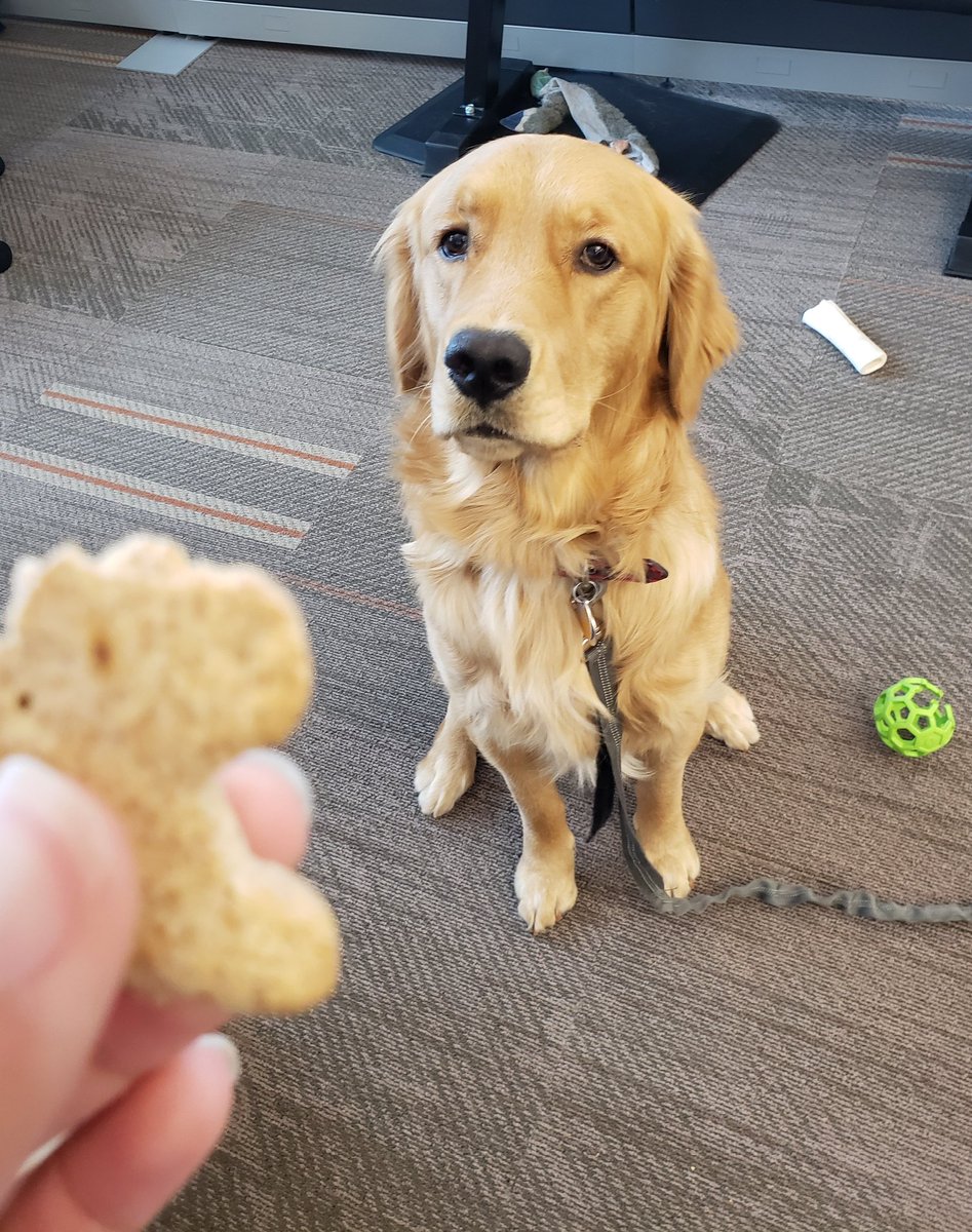 AnnInTheCloud's tweet image. I have dog cookies... dogs like me, but I'm not above good old fashioned bribery. #peculiarways #dogsofamazon #amazonlife