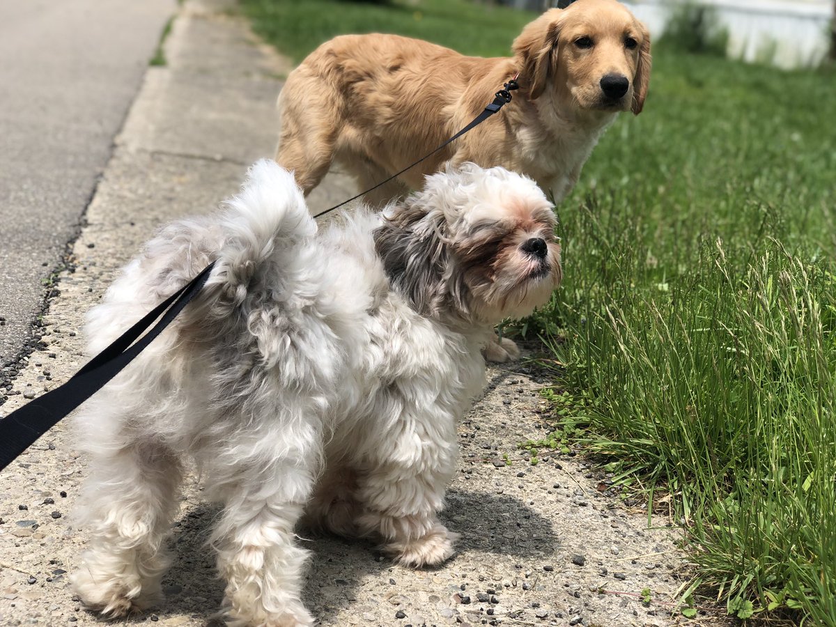 My two Hellhounds Winston & Gabe. #shitzu #shitzupuppy #shitzusofinstagram #goldenretriever #goldenretrieverpuppy #goldenretrieverofinstagram #hellhound