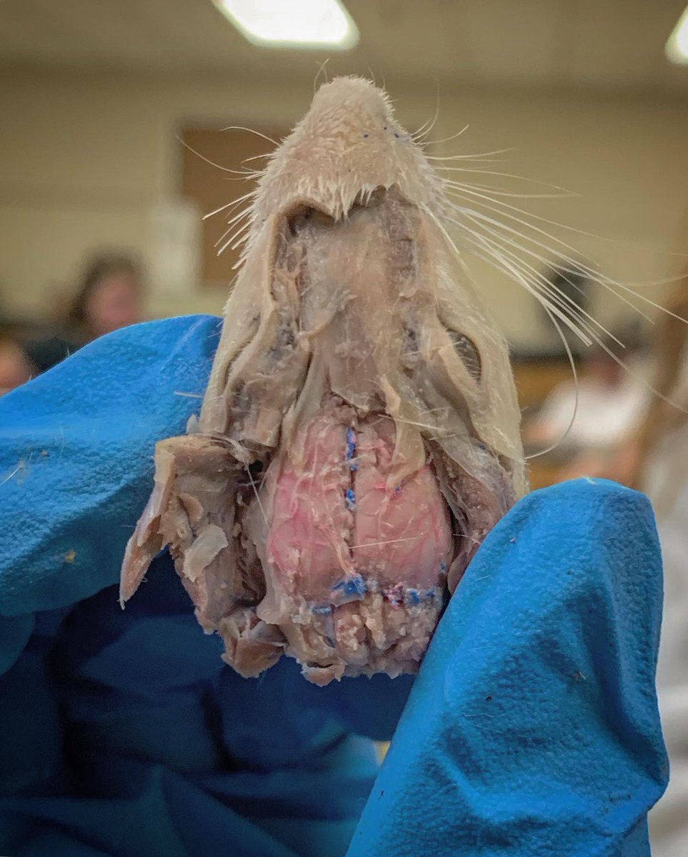 FlanBioWCHS's tweet photo. Oh rats! What a last day of class for #WCHSZoo. 🐀 https://t.co/VeAfZ8sVFH