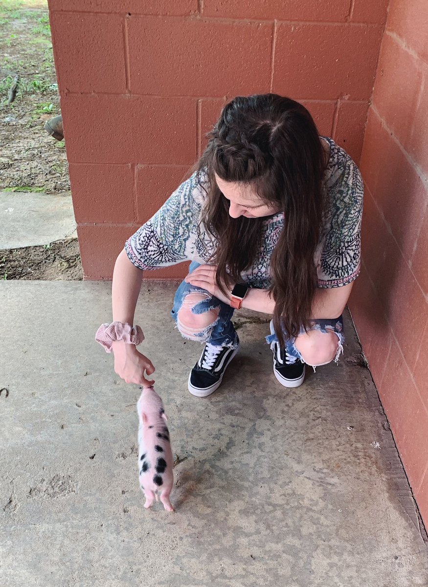 steviielynn25's tweet photo. my little piggy friend :’) #rootie https://t.co/UP9AjrVdZc