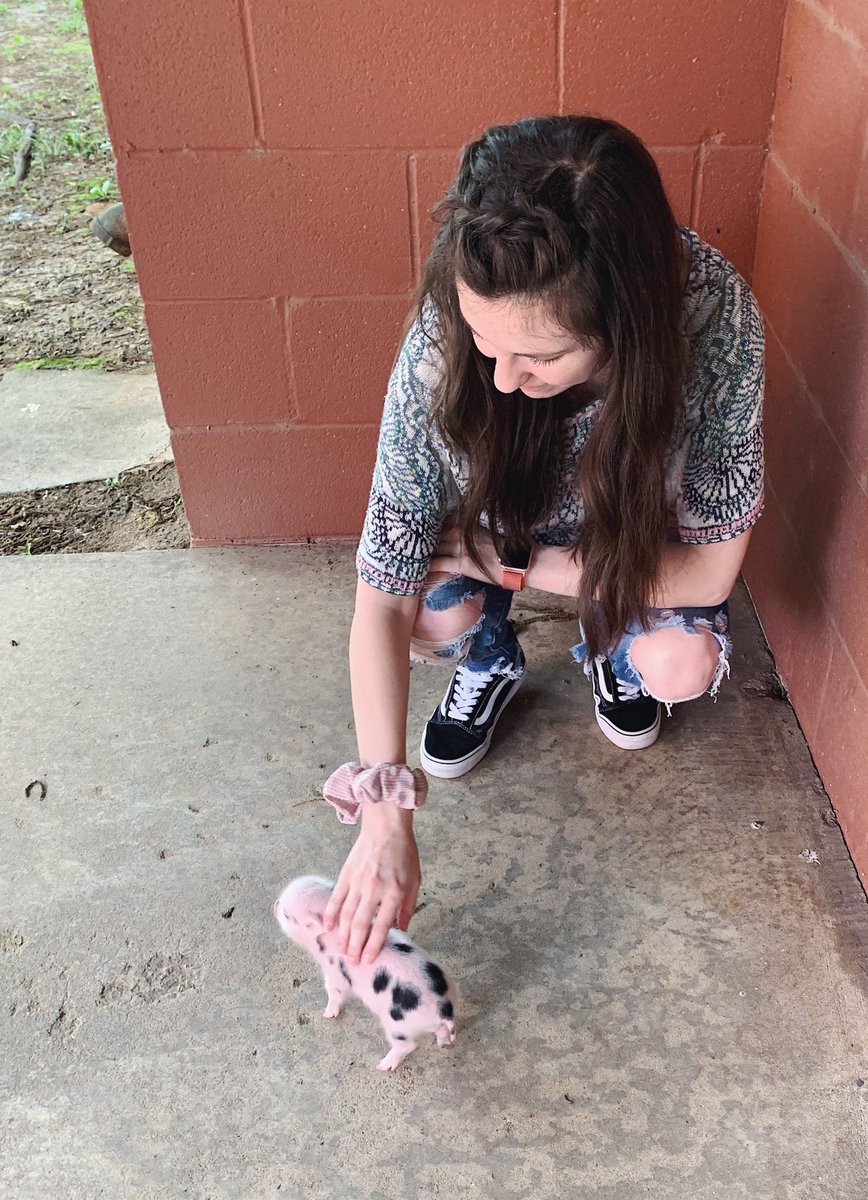 steviielynn25's tweet photo. my little piggy friend :’) #rootie https://t.co/UP9AjrVdZc
