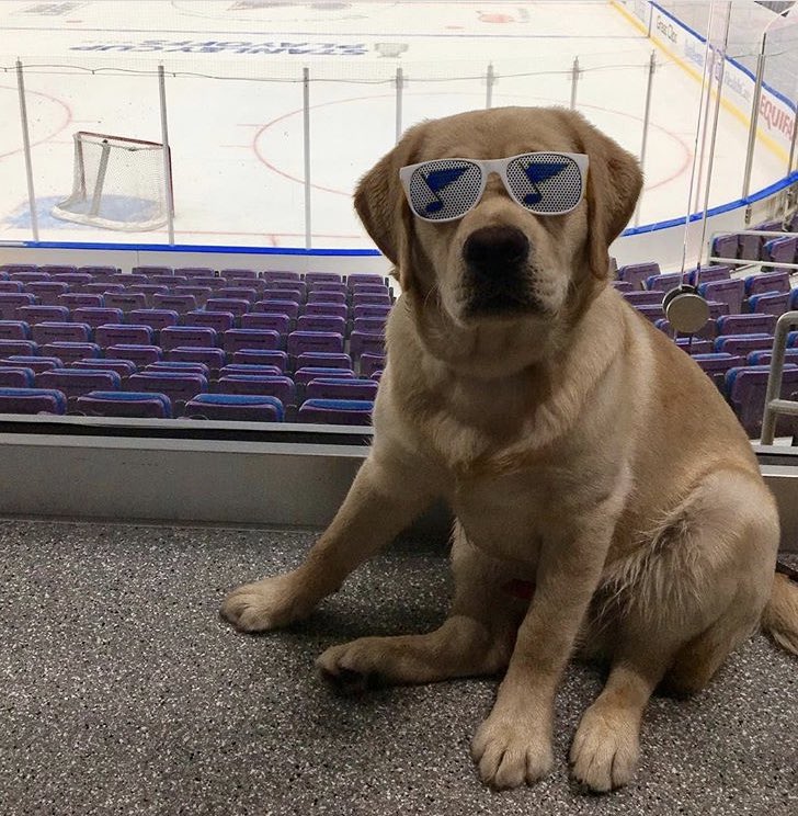 joshhyman99's tweet photo. Boston Bruins: No team pup, possibly anti-dog

St. Louis Blues: https://t.co/BLrlWYuYma