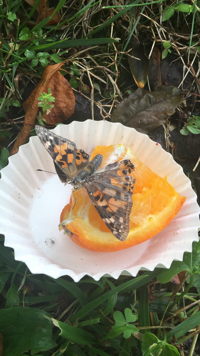 SCS_Prek's tweet photo. We loved watching our caterpillars grow and change! #metamorphosis https://t.co/UCLBZ5xZhr