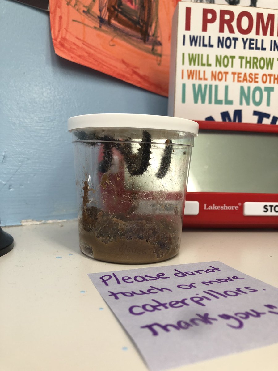 SCS_Prek's tweet photo. We loved watching our caterpillars grow and change! #metamorphosis https://t.co/UCLBZ5xZhr