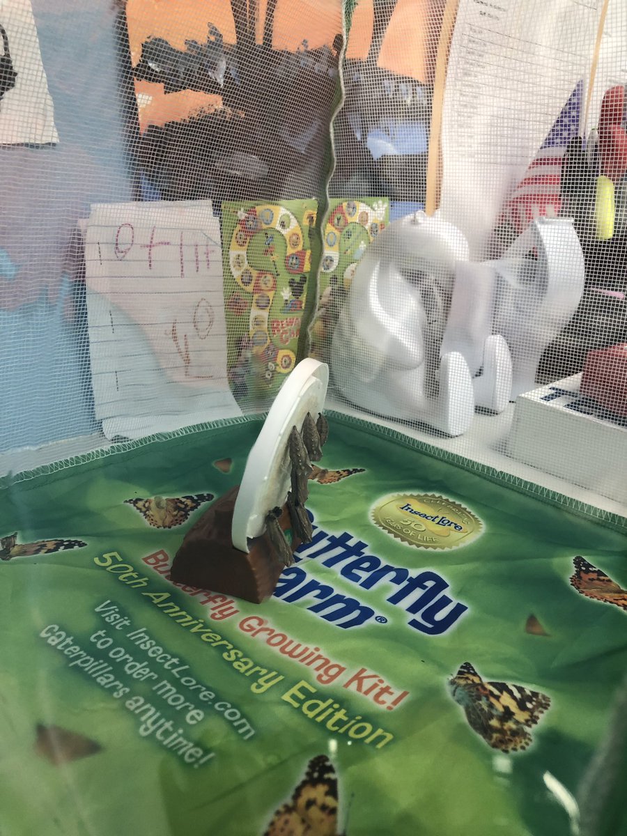 SCS_Prek's tweet photo. We loved watching our caterpillars grow and change! #metamorphosis https://t.co/UCLBZ5xZhr