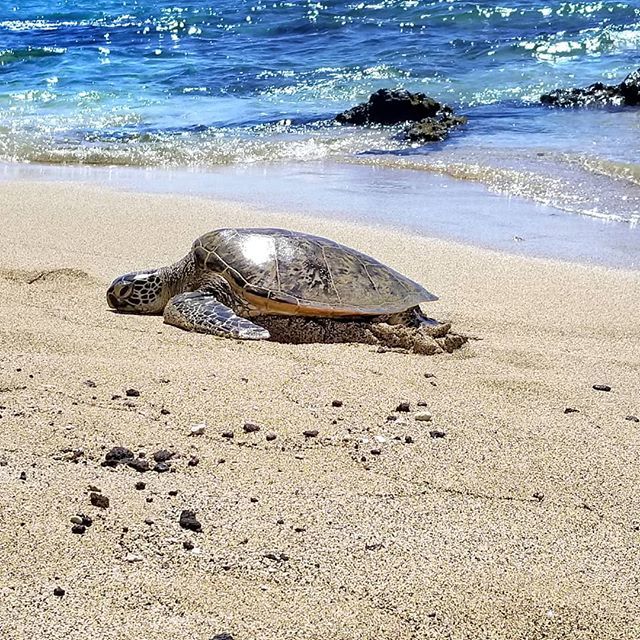 _moredrift's tweet photo. Chilled on the beach with this guy on our last day in Hawaii. He wasn't very talkative. 😎
-
#seaturtle #beachdayz #hawaiivacation #chillvibes #vacation #oceanwaves #sandybeach #sealife #seacreatures #turtle #newfriend #lavalavabeachclub #waikoloa #wa… https://t.co/uG558FFJ7y https://t.co/cvjZaktagr
