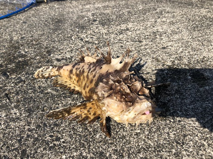 高級魚 強毒のオニオコゼが釣れた