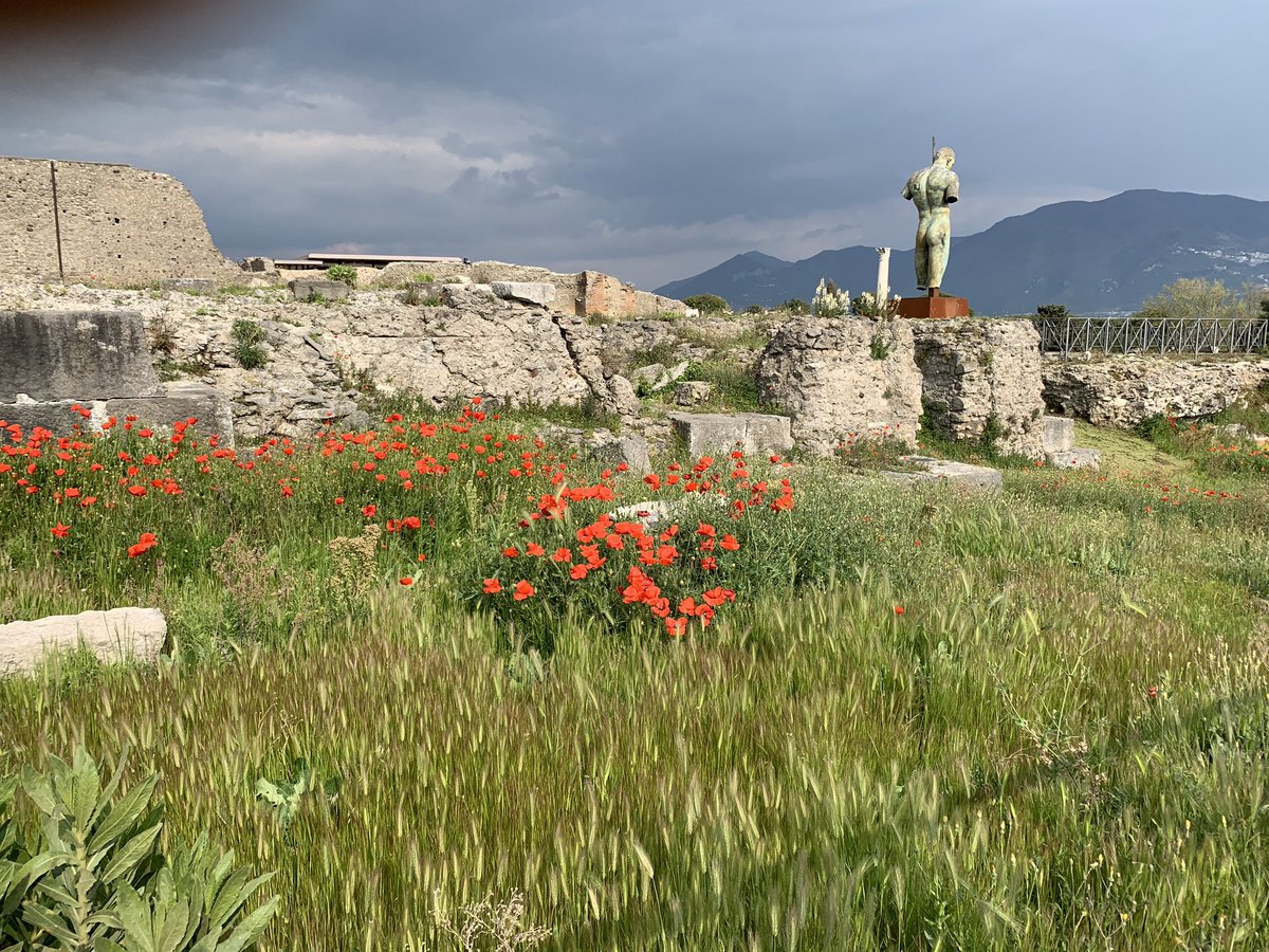 In Flanders fields the poppies blow
#MemorialDay2019 #poppies