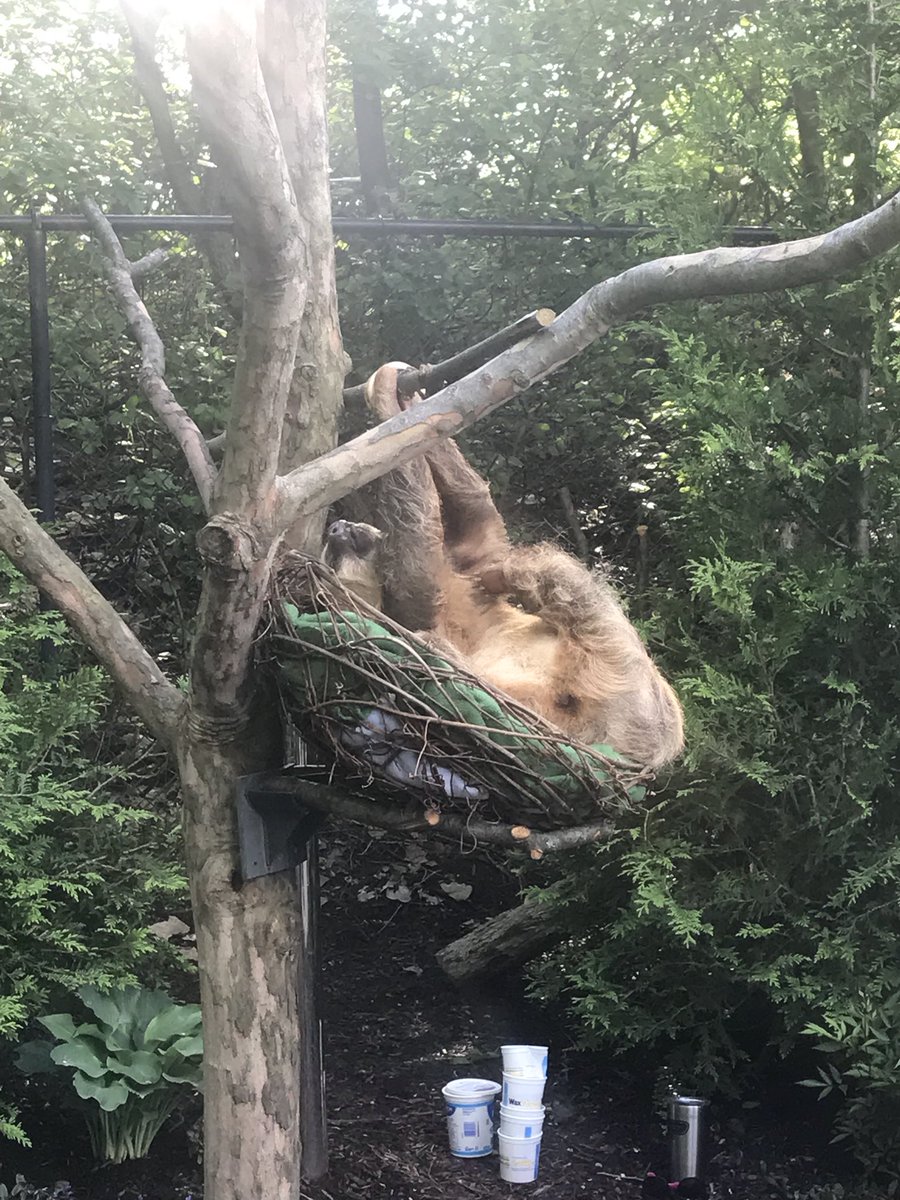 HeyCoachBart's tweet image. This lil fella just hangin’ out on a Friday night. #TeamSloth for certain.