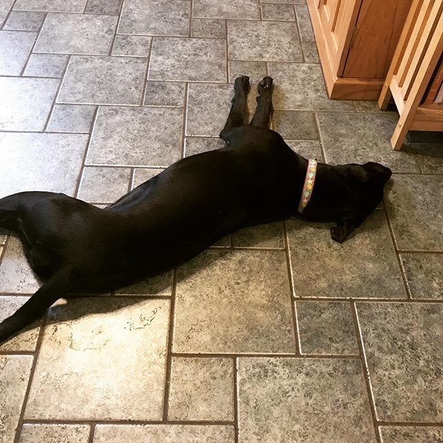 MarvelousNutri's tweet photo. To much fun in the sun! #summer #walkabout #blacklab https://t.co/mDZDlySd5W https://t.co/LdKJqX42rw