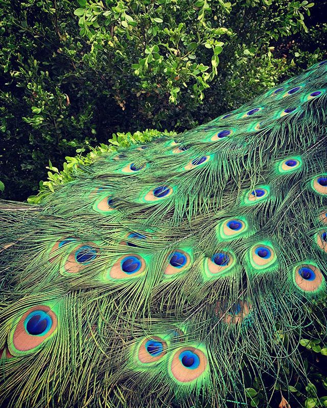 beccalikesrocks's tweet photo. Fancy man let’s it all hang out, not to show off, but just because it’s when he feels the most in tune with his soul. #fancyfeathers #donthatemebecauseimbeautiful #peacock #kingwoodcentergardens https://t.co/e0KnsFN3Sl