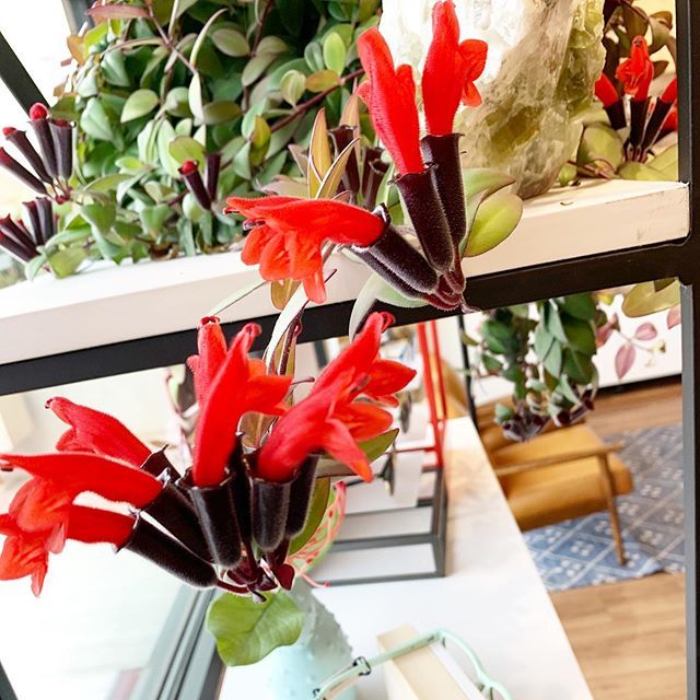 hawthandmain's tweet photo. Does anyone know the name of this plant?? It started booming like crazy. https://t.co/8v8H5EGB4R https://t.co/p0ZdCqodnA