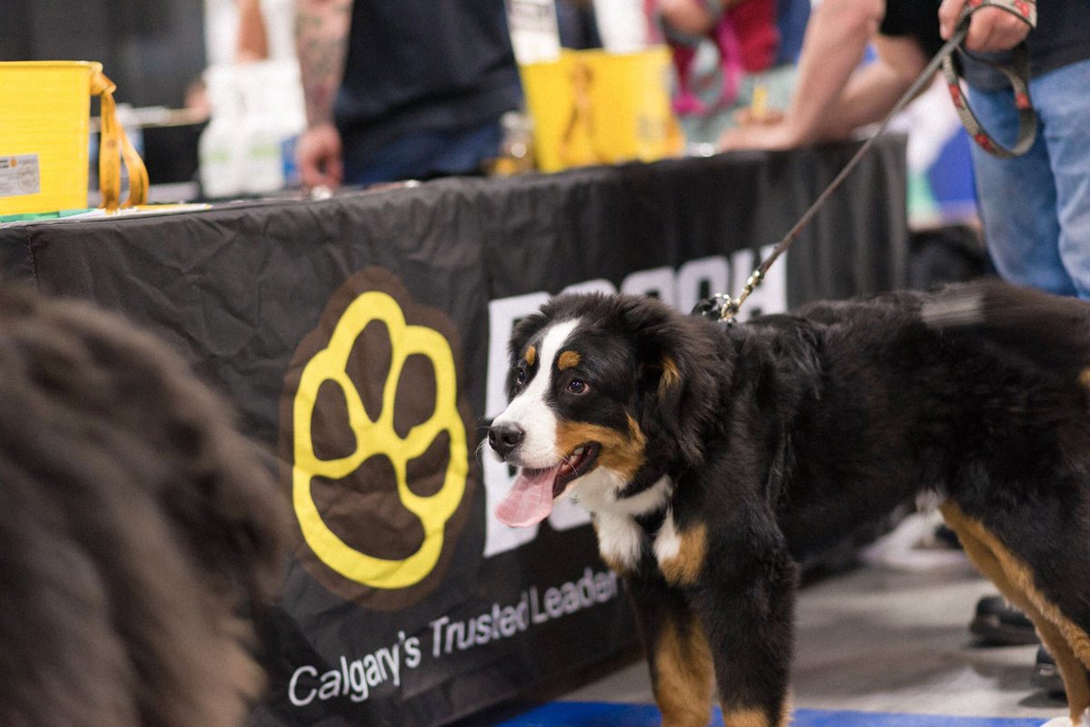 pooohbusters's tweet photo. Hey #yyc, looking for something fun to do with the whole family this weekend? Come to DogFest Calgary tomorrow! 
Admission by donation to @ARTSSeniors 💛 https://t.co/CEcnXKiHPD