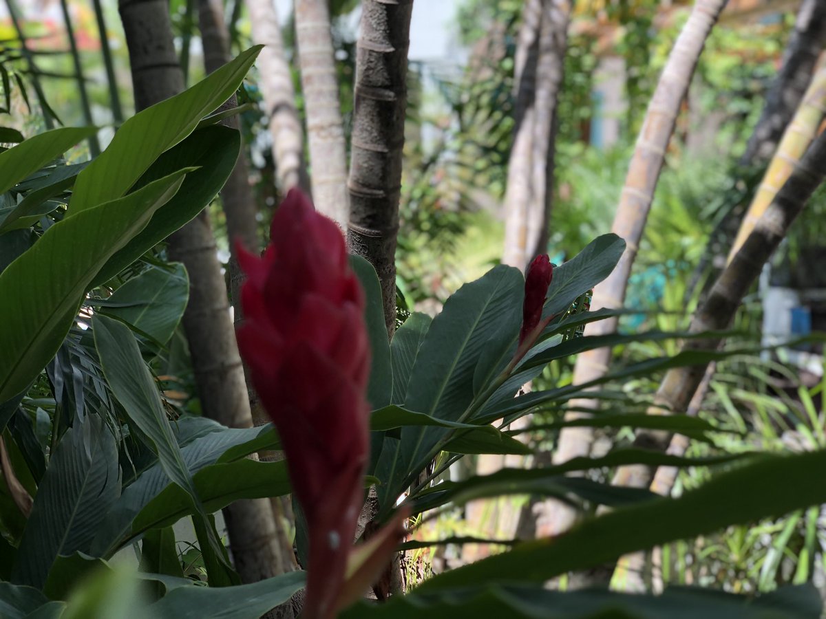 VillasColibriCo's tweet photo. Las flores de Villas #FloresDeVillas ##VillasColibriCozumel #Summer #Cozumel 🌸🌺🍍 https://t.co/EhtuXClV1S