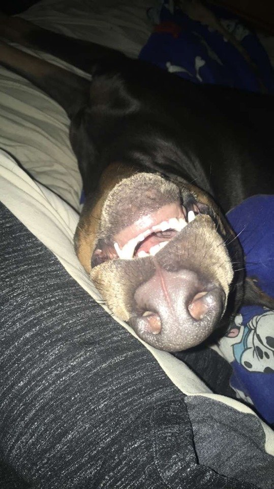 ashferreira317's tweet photo. all she has to do is hear the baggie crinkle and she already knows what time it is #mmemberville #smokepartner #dieseldobermans #doberman #puppy https://t.co/Zo03BWXofD