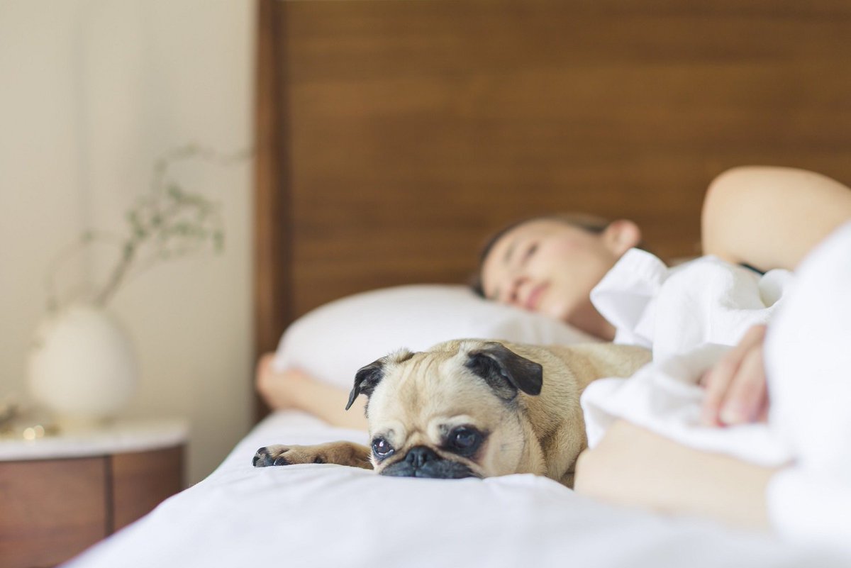 momblogsociety's tweet photo. Sleep comfortably in the summer heat with a pillow from XOComfort! 
https://t.co/4SueagPecI

#XOComfort #sleep #summer #momblog #momblogger #pillow #SleepOnACloud https://t.co/XQF9yJsKZh