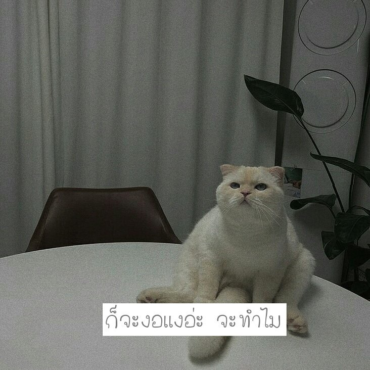 นมกล้วย_ILU tweet media