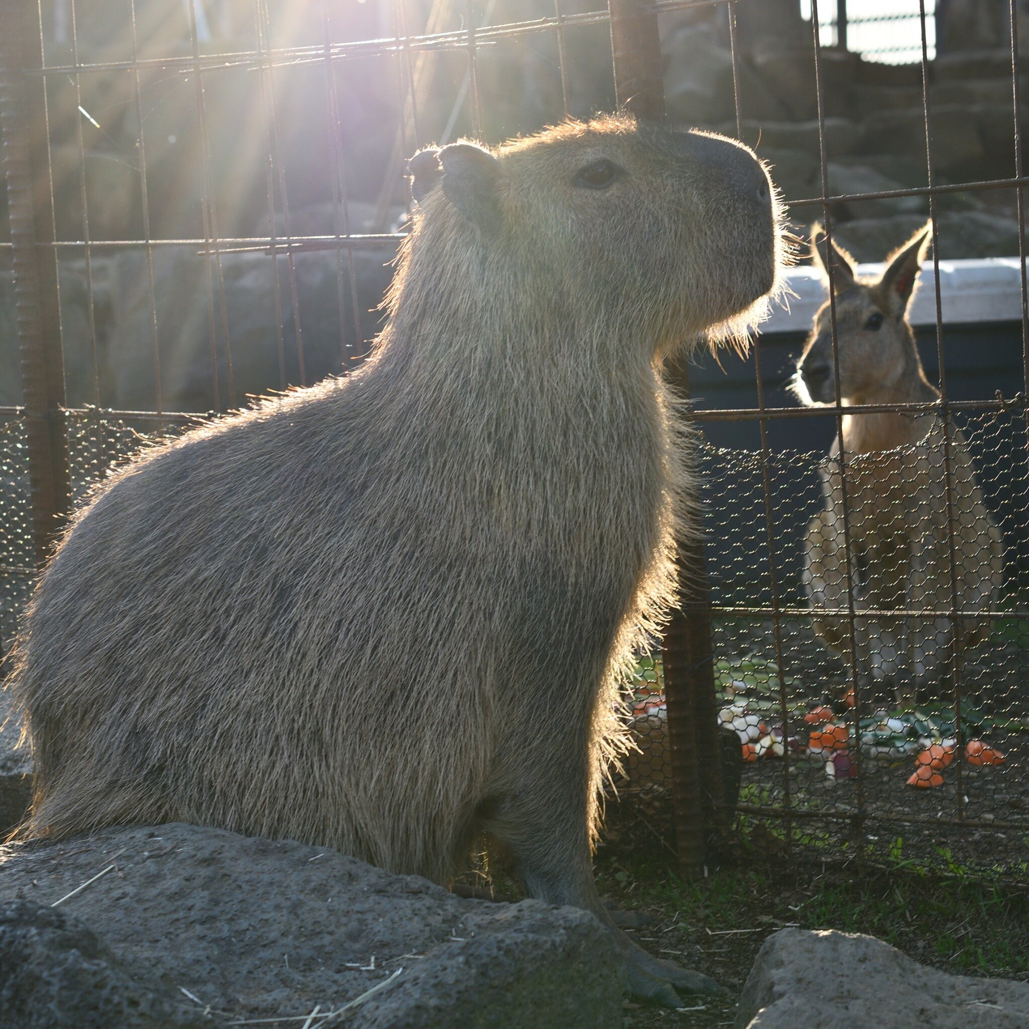 動物園に行こう Twitter Search Twitter