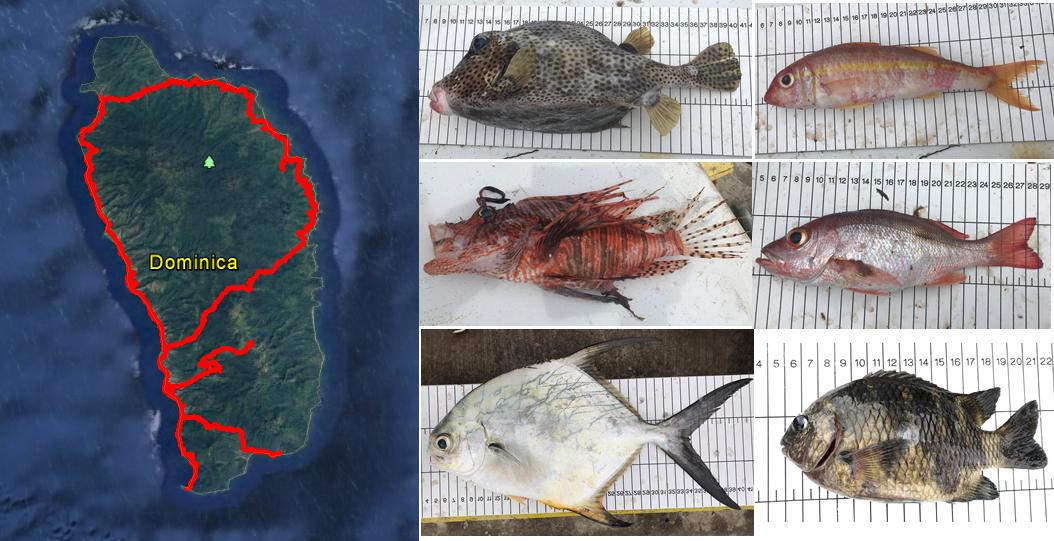 John Pinnegar (@johnkpinnegar) on Twitter photo We have now reached the end of our <a href="/CME_Prog/">CME Programme</a> survey of commercial fish species all aroud Dominica, working with <a href="/DOMFisheries/">Dominica Fisheries</a>. A last minute flurry of strange and amazing creatures to keep us busy. 3007 individual fish now measured and weighed!! <a href="/CefasGovUK/">Cefas</a> <a href="/EngelhardGeorg/">Georg Engelhard</a> We have now reached the end of our <a href="/CME_Prog/">CME Programme</a> survey of commercial fish species all aroud Dominica, working with <a href="/DOMFisheries/">Dominica Fisheries</a>. A last minute flurry of strange and amazing creatures to keep us busy. 3007 individual fish now measured and weighed!! <a href="/CefasGovUK/">Cefas</a> <a href="/EngelhardGeorg/">Georg Engelhard</a>