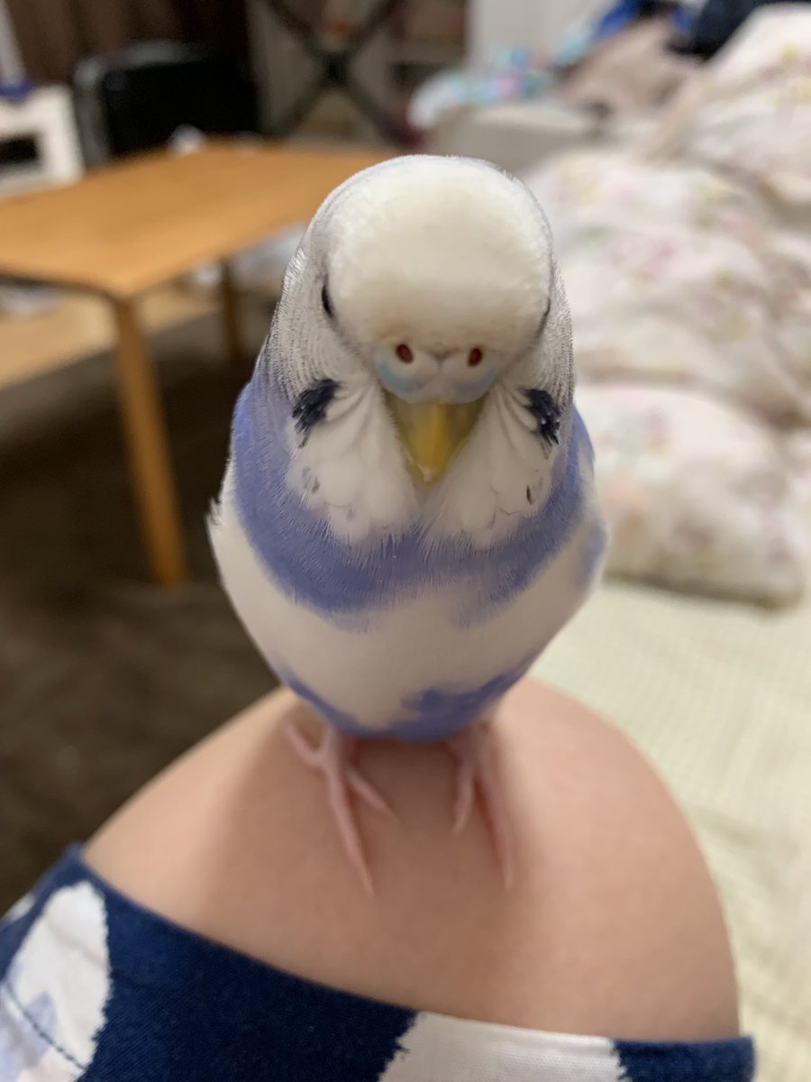 インコの正面顔 インコの正面顔