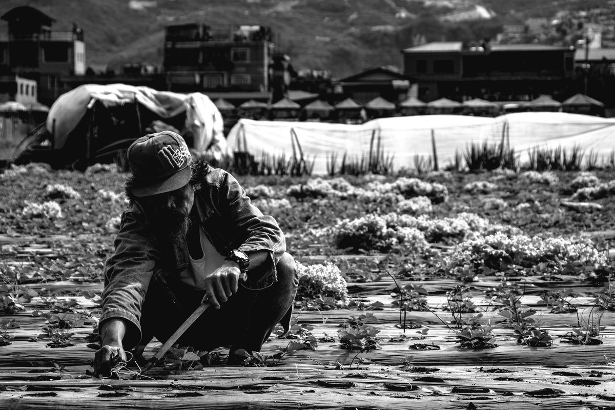 JPRphotogamer8's tweet photo. "Farmer forever".
(Shot in #canon70d )
#photography #blackandwhite #blackandwhitephotography #strawberryfields #farmers #lifeinph #baguiocity #Philippines #art #landscapephotography #travelphotography #adventure #travel #artphotography #peoplephotography #nature #farmlife https://t.co/gSIAHyW9fc
