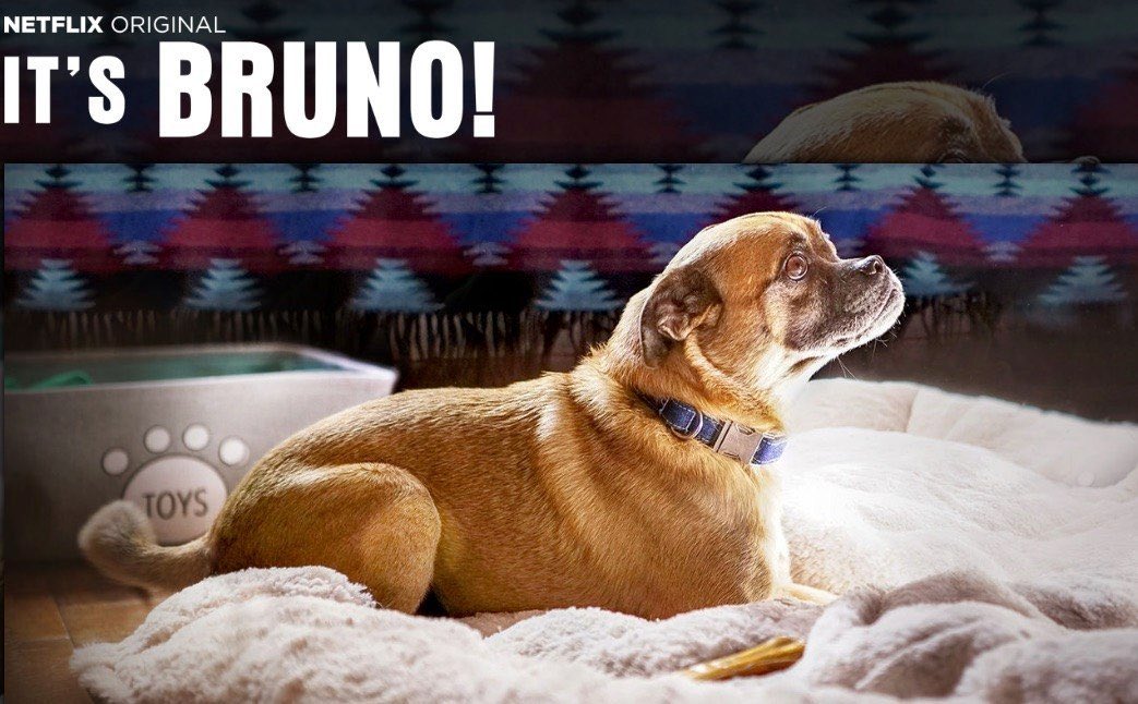 grahamksc's tweet photo. OMG - @netflix It’s Bruno! Strange and hilarious new show. Can’t stop watching. https://t.co/6Wlj7ntUFW