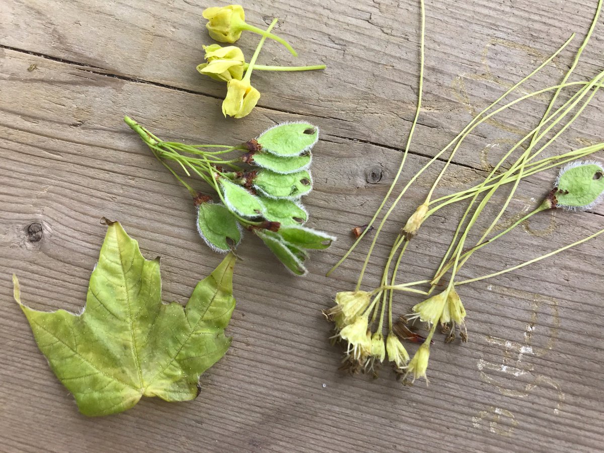mmejacquie's tweet image. On our collecting walk, we gathered items using these « ten » containers and were a surprised to find tiny green maple leaves falling @SpiritRPPS #mathtrails #inquiry @OCDSB