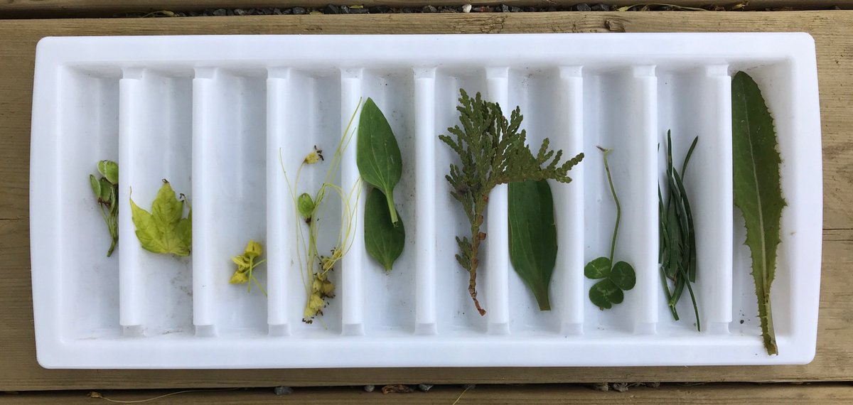 mmejacquie's tweet image. On our collecting walk, we gathered items using these « ten » containers and were a surprised to find tiny green maple leaves falling @SpiritRPPS #mathtrails #inquiry @OCDSB