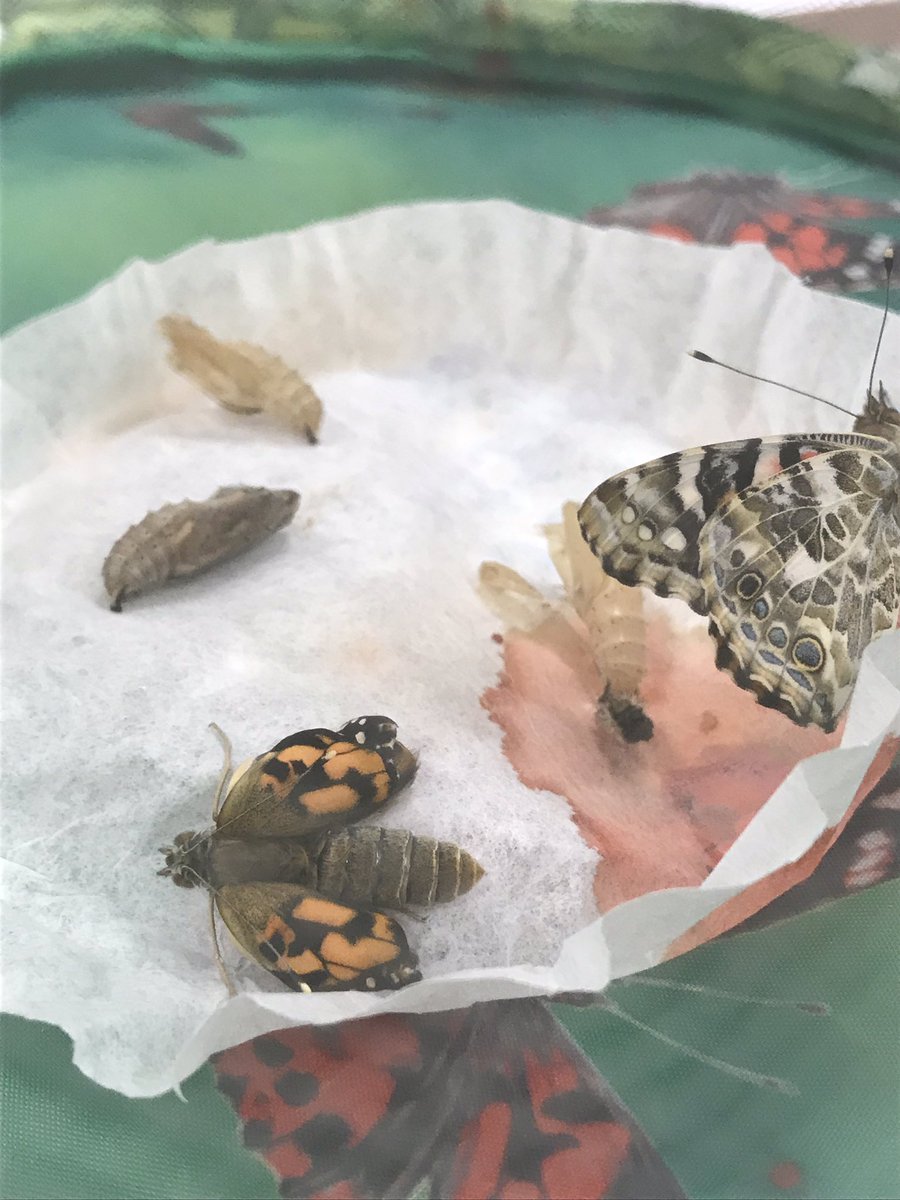 Hello, beautiful butterflies! 🦋🐛 #FVFoxes #lifecycle