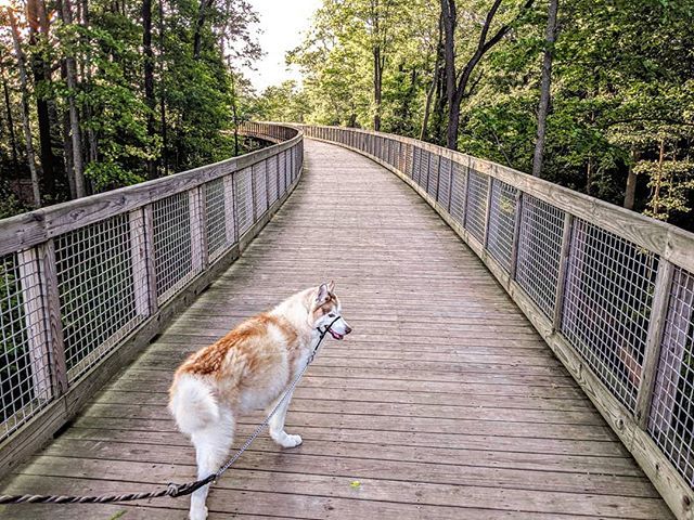 lakishamjohnson's tweet photo. Gorgeous Friday evening 🌞
.
.
.
#fabfortville #aroundfishers #flatforkcreekpark #friday #indyblogger #indiana #onlyinindiana #park #walk #husky https://t.co/81EJetmudB https://t.co/87R2tg3Xw5