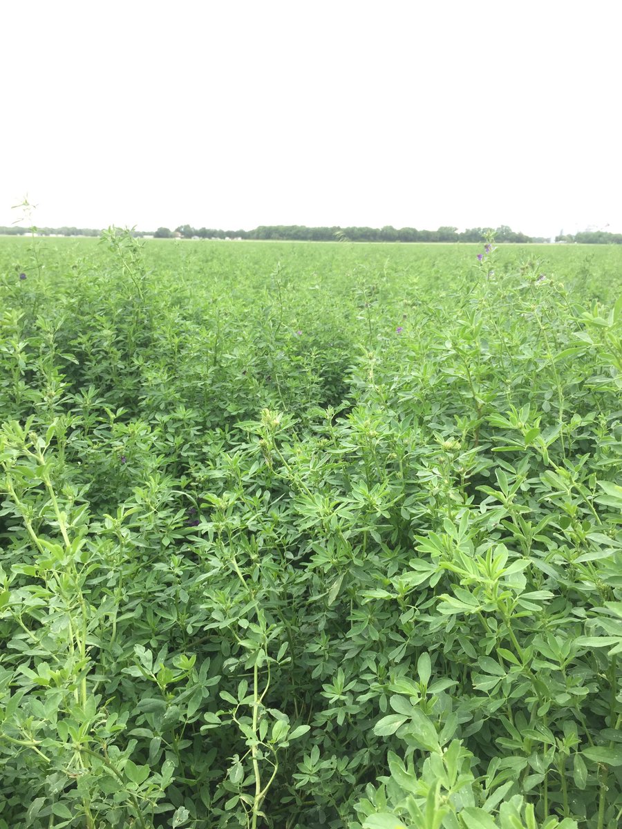 warwick_stone's tweet photo. Stellar time meeting Ted and Jan Sexton. Bad timing for a farm visit with the floods in Kansas at the moment but got to see some country none the less. Winter wheat and Alfalfa going strong (god willing) 🤞🏻
Cheers for setting us up @AGRICENLIFER https://t.co/LSAvrwvKtU