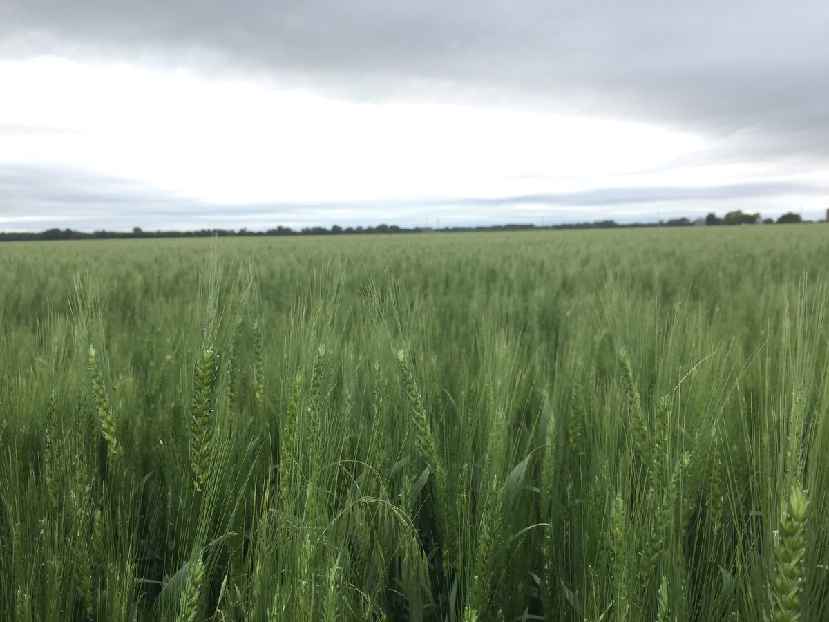 warwick_stone's tweet photo. Stellar time meeting Ted and Jan Sexton. Bad timing for a farm visit with the floods in Kansas at the moment but got to see some country none the less. Winter wheat and Alfalfa going strong (god willing) 🤞🏻
Cheers for setting us up @AGRICENLIFER https://t.co/LSAvrwvKtU